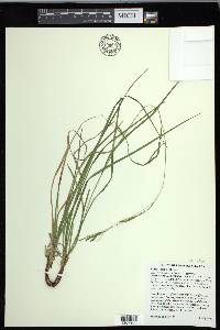 Carex debilis var. rudgei image