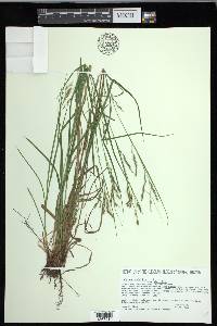 Carex debilis var. debilis image