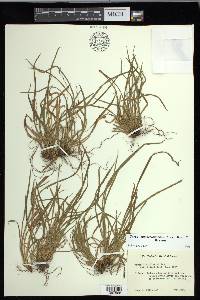 Carex cumberlandensis image