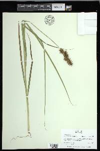 Carex crus-corvi image