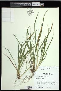 Carex cumberlandensis image