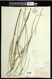 Carex cusickii image