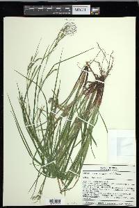 Carex debilis var. debilis image