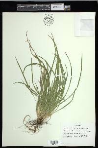 Carex cumberlandensis image