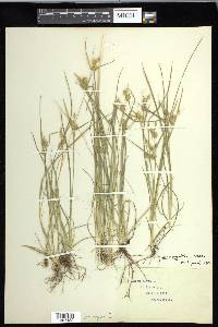 Carex cryptolepis image