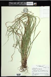 Carex debilis var. debilis image