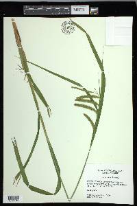 Carex crinita var. crinita image