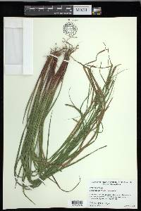 Carex debilis var. debilis image