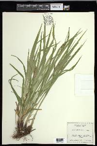 Carex davisii image