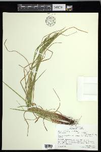 Carex debilis var. debilis image