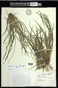 Carex cumberlandensis image