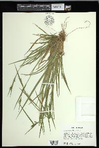 Carex crebriflora image