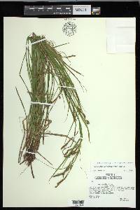 Carex debilis var. debilis image