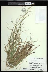 Carex debilis var. debilis image