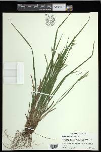 Carex crebriflora image