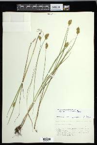 Carex crawfordii image