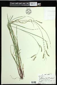 Carex debilis var. debilis image