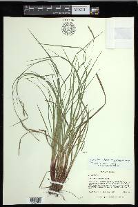 Carex debilis var. debilis image