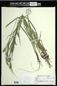 Carex davisii image