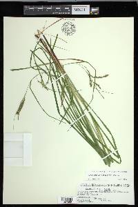 Carex debilis var. debilis image