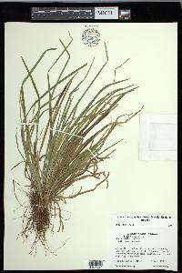 Carex cumberlandensis image