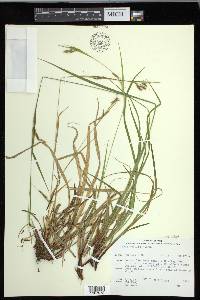 Carex debilis var. rudgei image