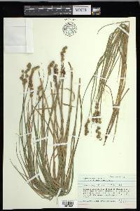 Carex cristatella image