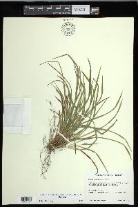 Carex cumberlandensis image