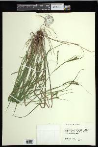 Carex debilis var. debilis image