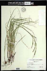 Carex debilis var. debilis image