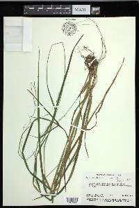 Carex debilis var. rudgei image