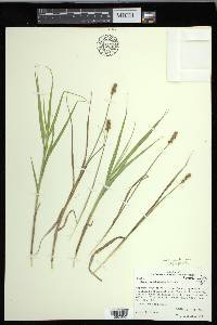 Carex cristatella image