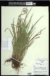 Carex cumberlandensis image