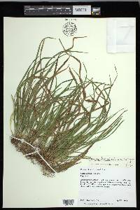 Carex cumberlandensis image