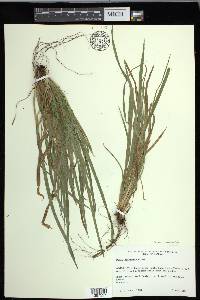 Carex cumberlandensis image