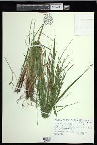 Carex debilis var. debilis image