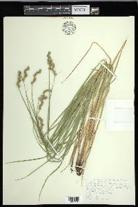 Carex cristatella image