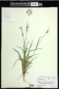 Carex crebriflora image