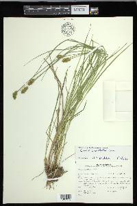 Carex crawfordii image