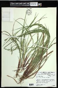 Carex debilis var. debilis image