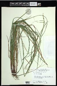 Carex debilis var. debilis image