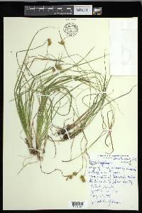 Carex cryptolepis image