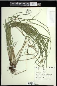 Carex cristatella image