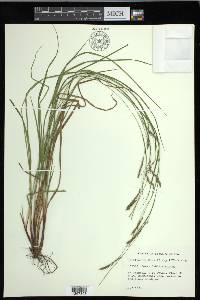 Carex debilis var. debilis image