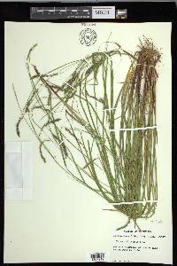 Carex debilis var. debilis image