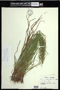 Carex debilis var. debilis image