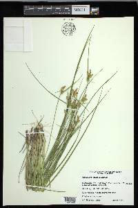 Carex cryptolepis image