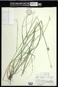 Carex cumulata image