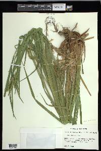 Carex crinita var. brevicrinis image