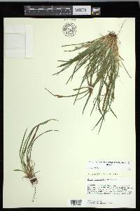 Carex cumberlandensis image